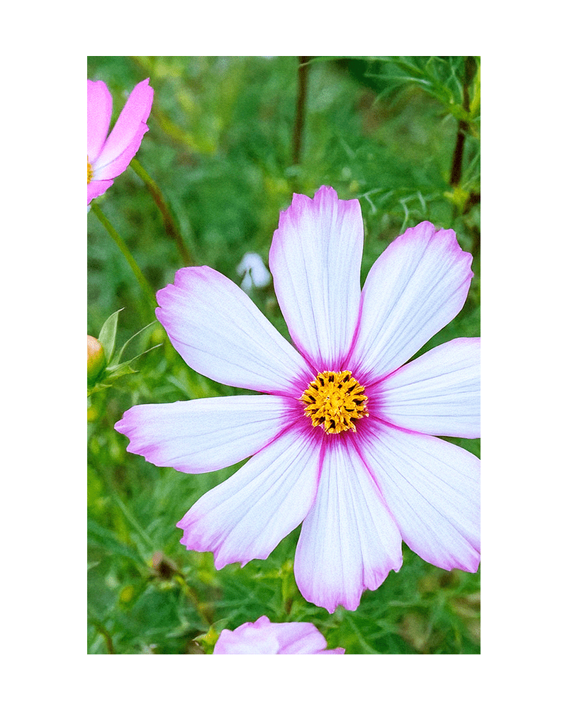 Cosmos Flower Seeds Packet - Chive UK Wholesale