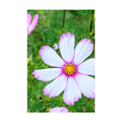 Cosmos Flower Seeds Packet - Chive UK Wholesale