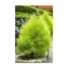 Summer Cypress Flower Seeds Packet - Chive UK Wholesale
