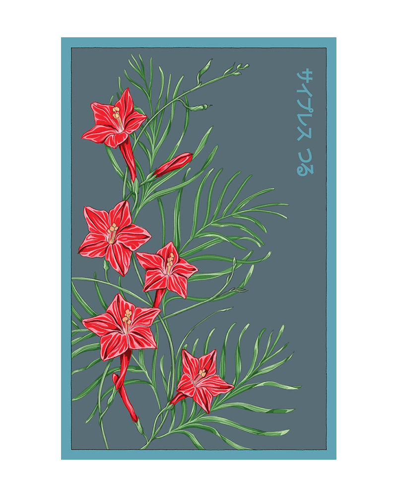 Cypressvine Star Glory Flower Seeds Packet - Chive UK Wholesale