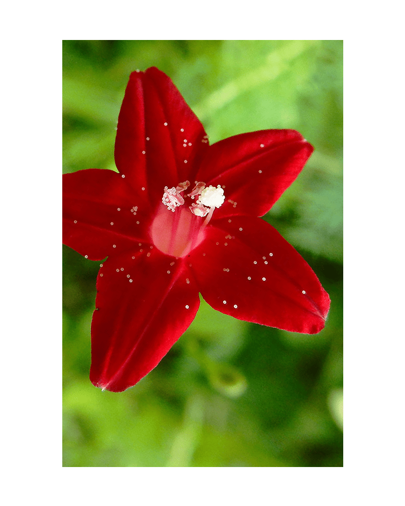 Cypressvine Star Glory Flower Seeds Packet - Chive UK Wholesale