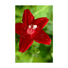 Cypressvine Star Glory Flower Seeds Packet - Chive UK Wholesale