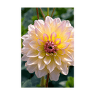 Dahlia Flower Seeds Packet - Chive UK Wholesale