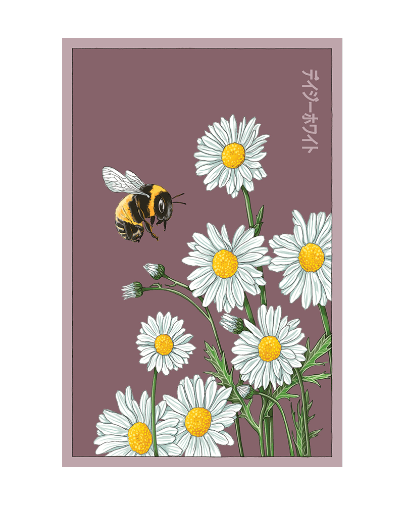 Daisy White Flower Seeds Packet - Chive UK Wholesale