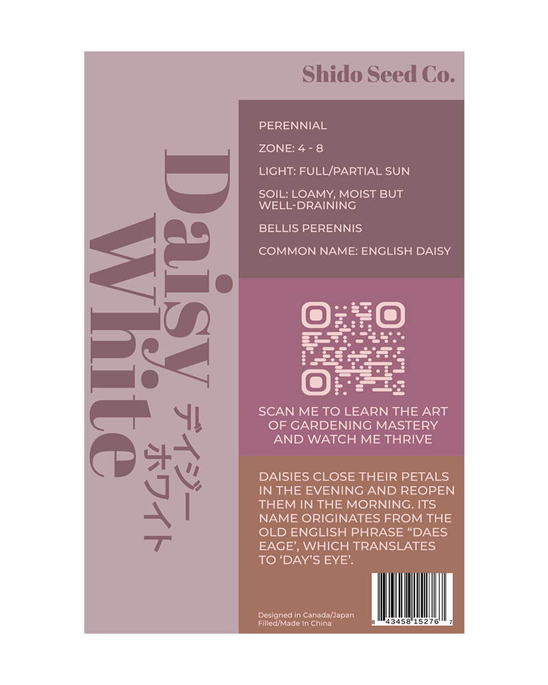 Daisy White Flower Seeds Packet - Chive UK Wholesale