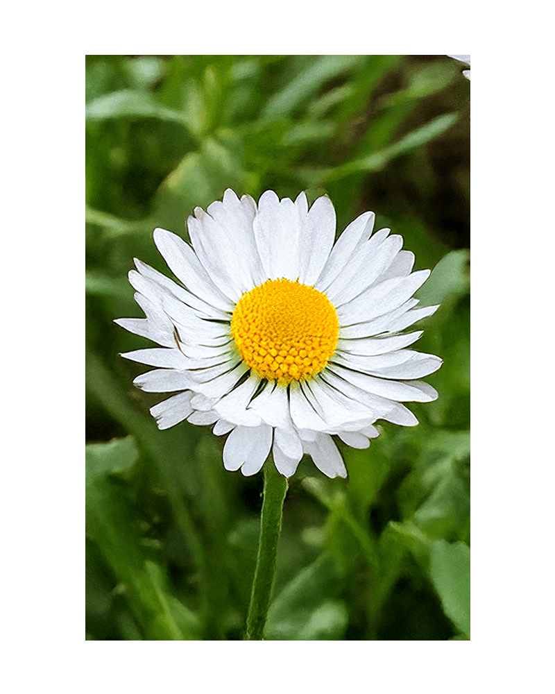 Daisy White Flower Seeds Packet - Chive UK Wholesale