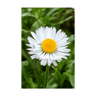 Daisy White Flower Seeds Packet - Chive UK Wholesale