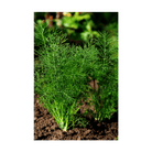 Dill Herb Seeds Packet - Chive UK Wholesale