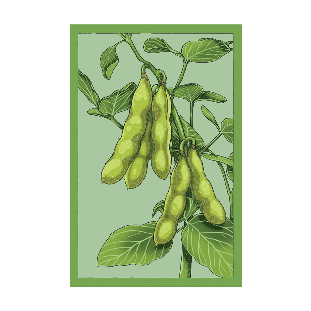 Edamame Vegetable Seeds Packet - Chive UK Wholesale