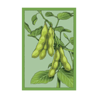 Edamame Vegetable Seeds Packet - Chive UK Wholesale