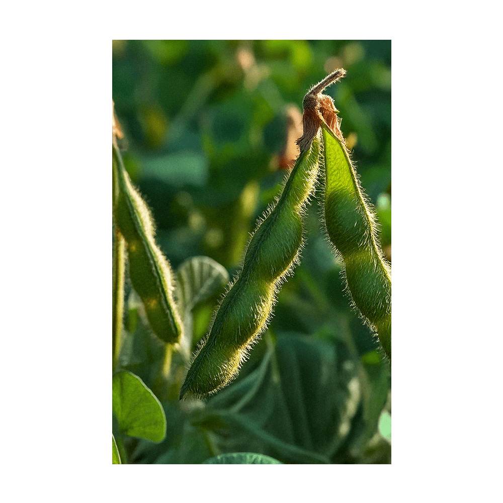 Edamame Vegetable Seeds Packet - Chive UK Wholesale