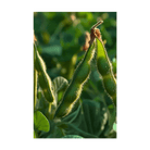 Edamame Vegetable Seeds Packet - Chive UK Wholesale