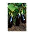 Eggplant Vegetable Seeds Packet - Chive UK Wholesale