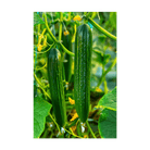 English Cucumber Vegetable Seeds Packet - Chive UK Wholesale