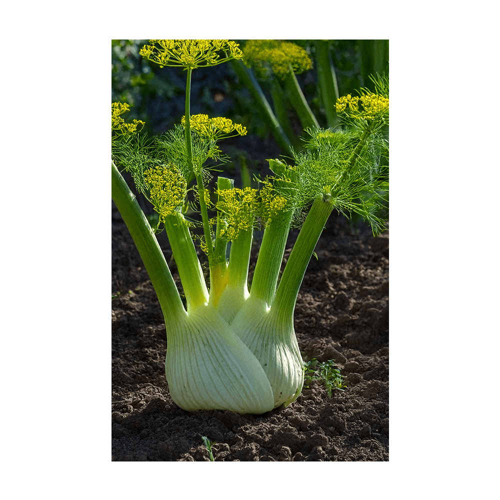Fennel Vegetable Seeds Packet - Chive UK Wholesale