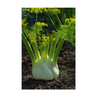 Fennel Vegetable Seeds Packet - Chive UK Wholesale
