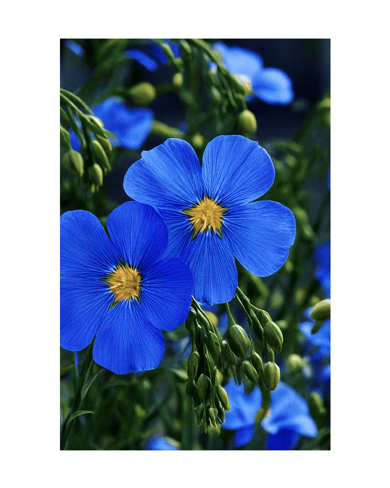 Flax Blue Flower Seeds Packet - Chive UK Wholesale