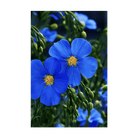 Flax Blue Flower Seeds Packet - Chive UK Wholesale