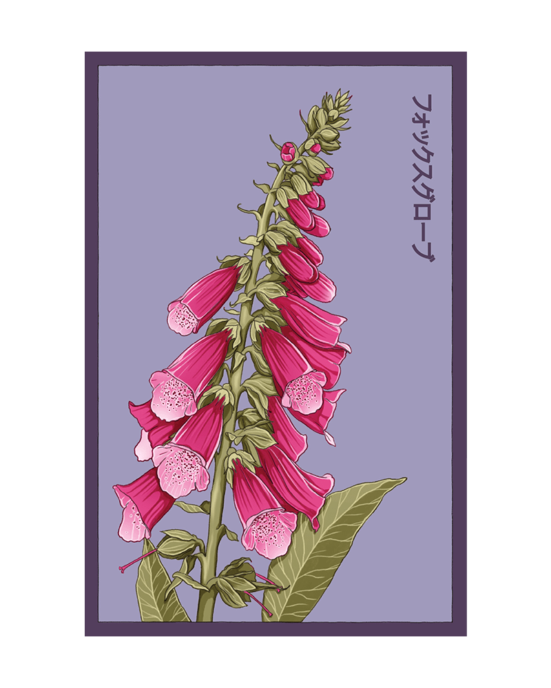 Foxglove Flower Seeds Packet - Chive UK Wholesale