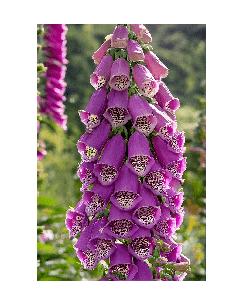 Foxglove Flower Seeds Packet - Chive UK Wholesale