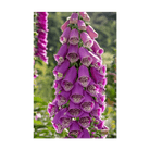 Foxglove Flower Seeds Packet - Chive UK Wholesale