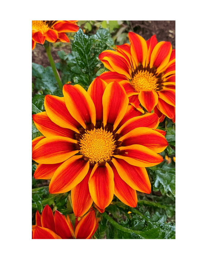 Gazania Flower Seeds Packet - Chive UK Wholesale