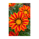 Gazania Flower Seeds Packet - Chive UK Wholesale