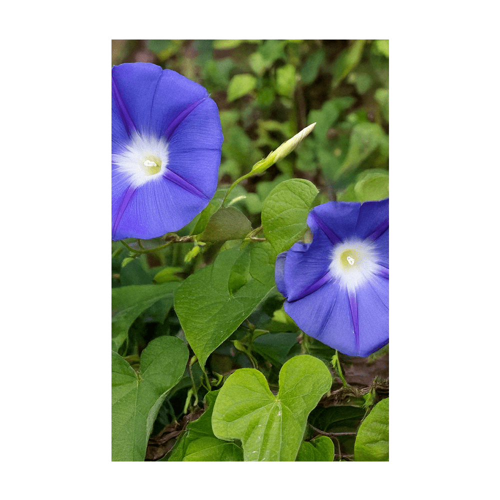 Morning Glory Flower Seeds Packet - Chive UK Wholesale