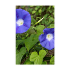Morning Glory Flower Seeds Packet - Chive UK Wholesale