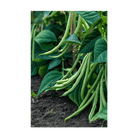 Green Beans Vegetable Seeds Packet - Chive UK Wholesale