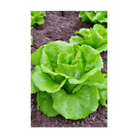 Green Leaf Lettuce Vegetable Seeds Packet - Chive UK Wholesale