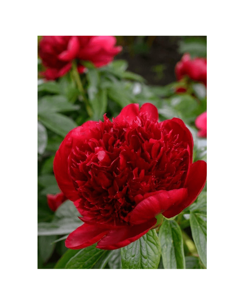 Herbaceous Peony Flower Seeds Packet - Chive UK Wholesale