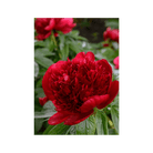 Herbaceous Peony Flower Seeds Packet - Chive UK Wholesale