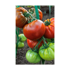 Heirloom Tomato Vegetable Seeds Packet - Chive UK Wholesale