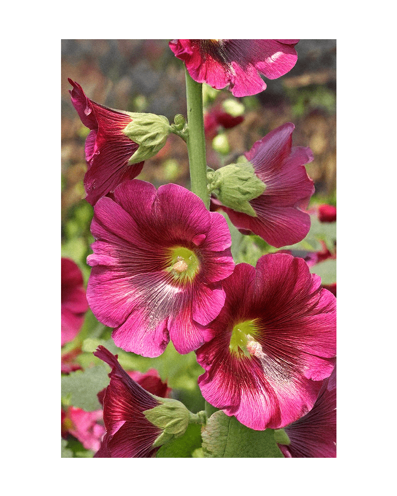 Hollyhock Flower Seeds Packet - Chive UK Wholesale