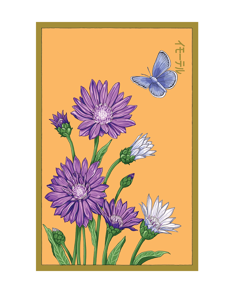 Immortelle Flower Seeds Packet - Chive UK Wholesale