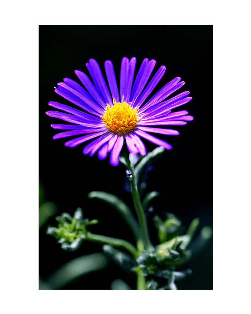 Immortelle Flower Seeds Packet - Chive UK Wholesale