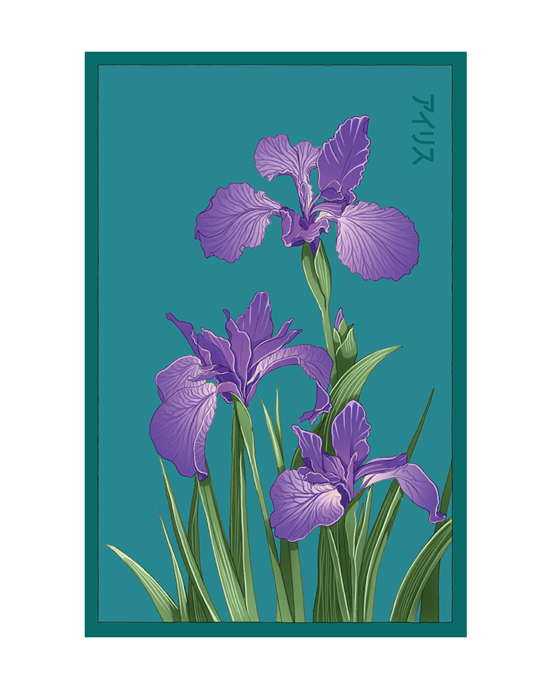 Iris Flower Seeds Packet - Chive UK Wholesale