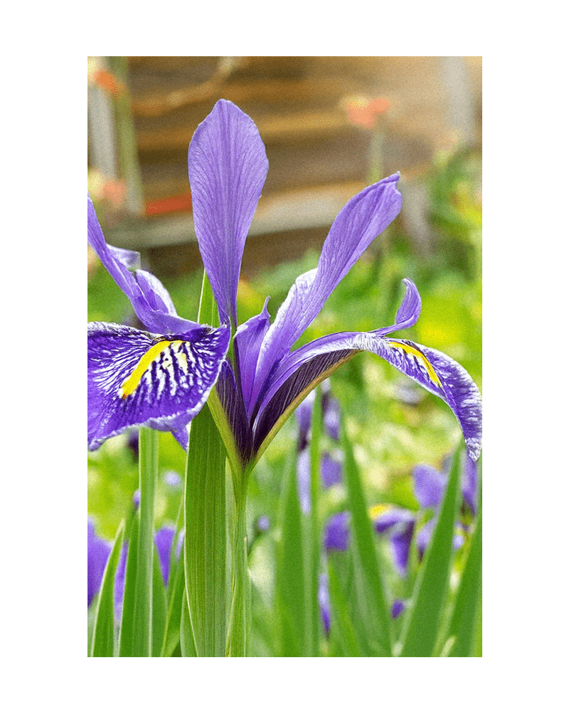 Iris Flower Seeds Packet - Chive UK Wholesale
