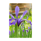 Iris Flower Seeds Packet - Chive UK Wholesale