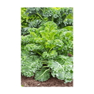 Kale Vegetable Seeds Packet - Chive UK Wholesale