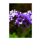 Sea Lavender Flower Seeds Packet - Chive UK Wholesale