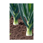 Leek Vegetable Seeds Packet - Chive UK Wholesale