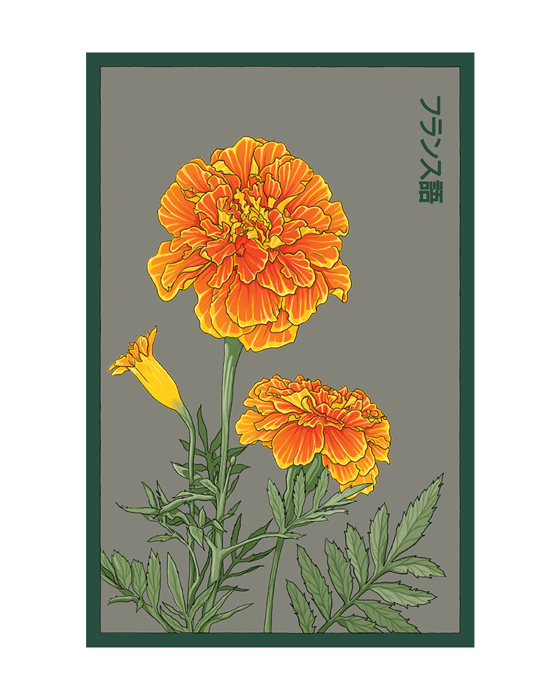 French Marigold Flower Seeds Packet - Chive UK Wholesale