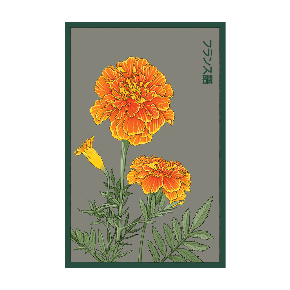 French Marigold Flower Seeds Packet - Chive UK Wholesale
