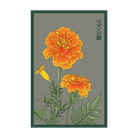 French Marigold Flower Seeds Packet - Chive UK Wholesale