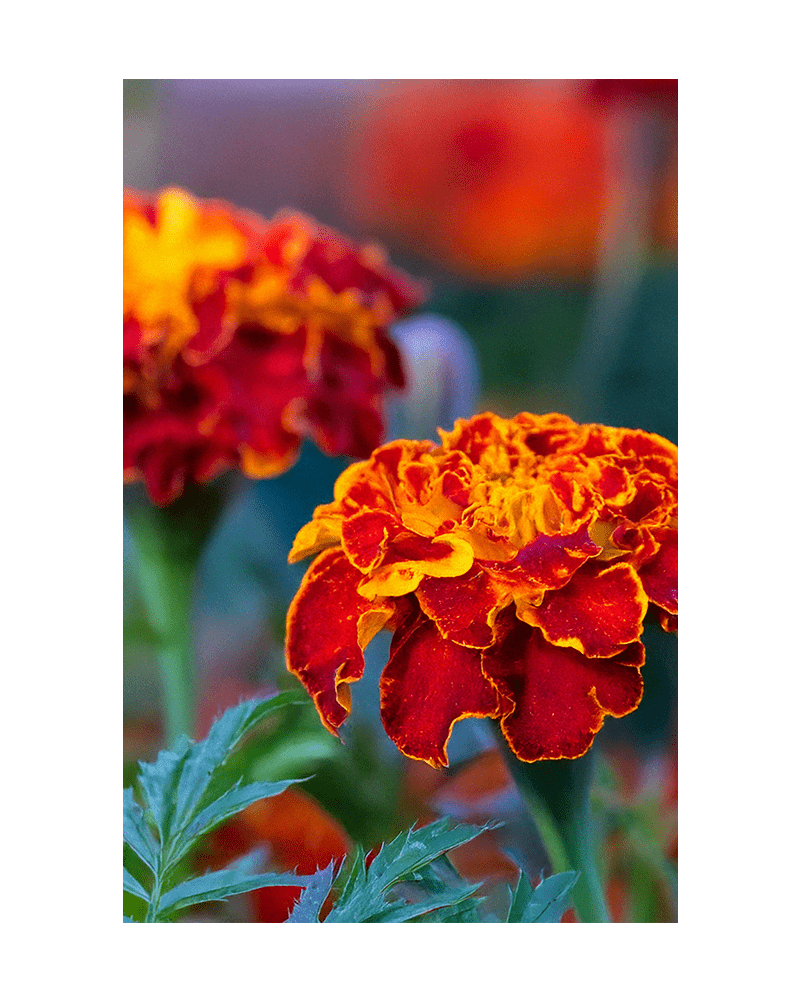 French Marigold Flower Seeds Packet - Chive UK Wholesale