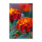 French Marigold Flower Seeds Packet - Chive UK Wholesale