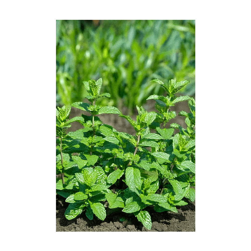 Mint Herb Seeds Packet - Chive UK Wholesale