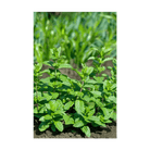 Mint Herb Seeds Packet - Chive UK Wholesale